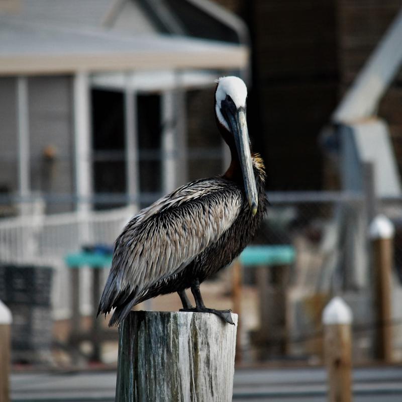 Bildergallerie Florida 2012